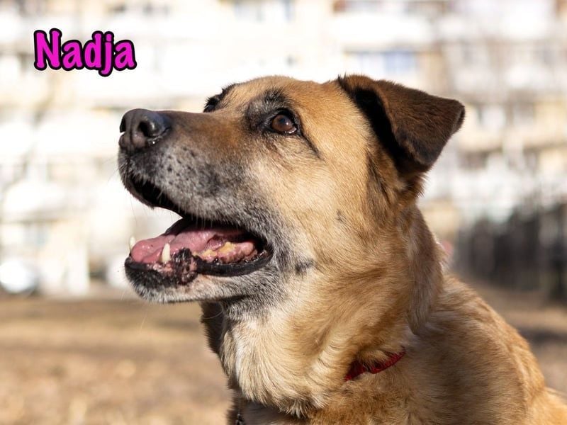 Nadja geb. 01/2017 - treue und verschmuste Hündin mit goldenem Herz!