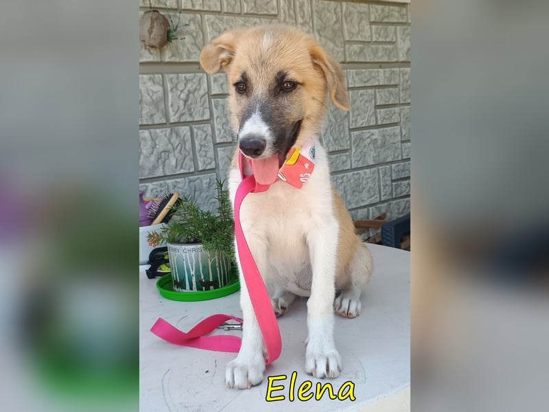 Elena geb. 04/2026 (GRC) - wunderbares Hundemädchen sucht wunderbares Zuhause!
