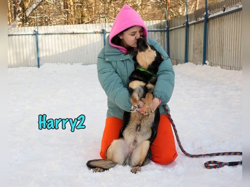 Harry2 geb. 12/2021 - ein Engel auf 4 Pfoten!