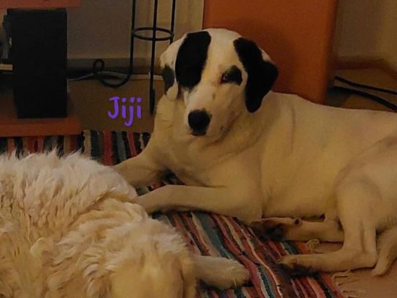 Jiji 07/2023 (in Deutschland) - ruhige und sanfte, wundervolle junge Hündin!