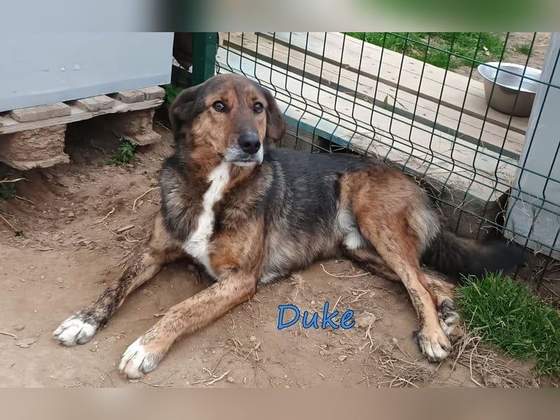 Duke geb. 02/2021 (GRC) - sensibler Rüde möchte endlich das Tierheim verlassen!