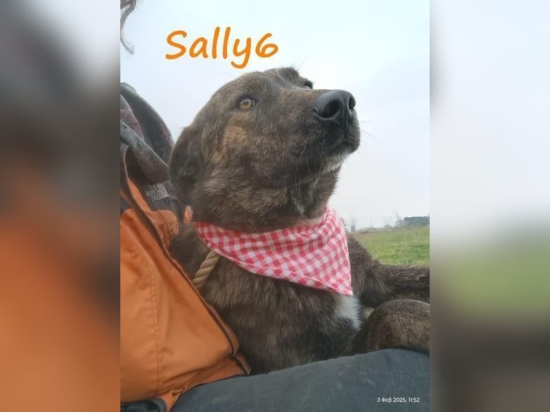 Sally6 geb. 2020 (GRC) - sanftmütige, ruhige und liebenswerte, wunderschöne Hündin!