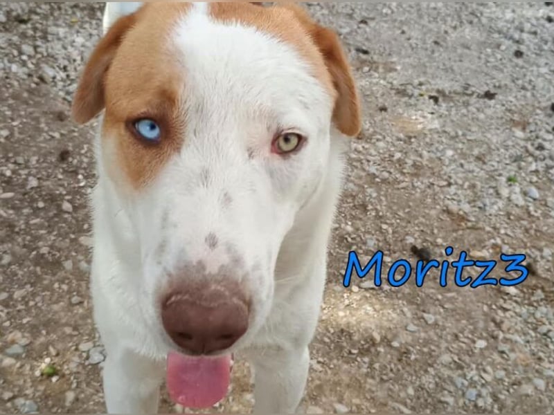 Moritz3 geb. 12/2025 (GRC) - menschenbezogener Junghund sucht endlich seine Familie!