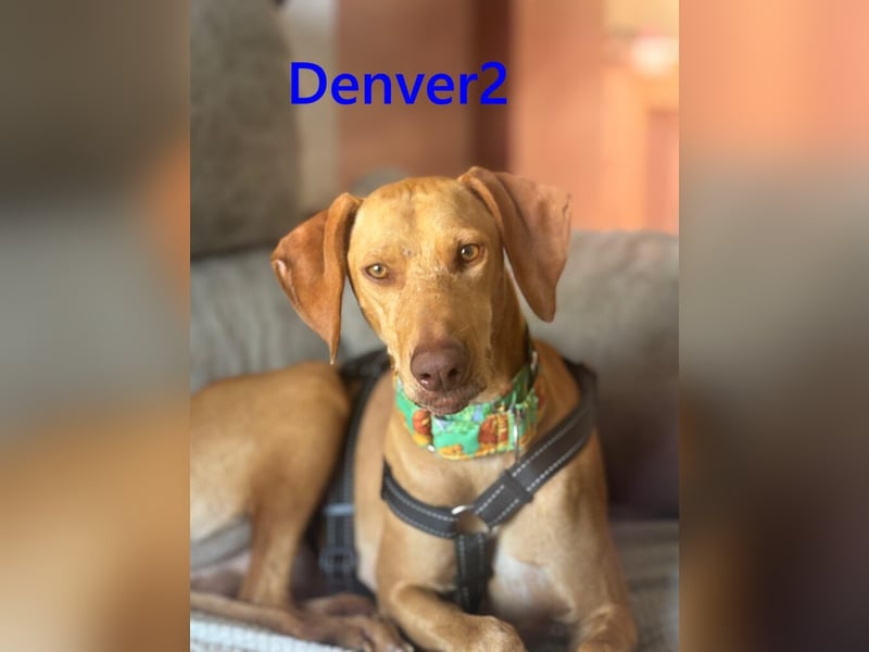 Denver2 geb. 02/2025 (ESP) - verspielter Viszla-Mix sucht Pflegestelle oder liebes Zuhause!
