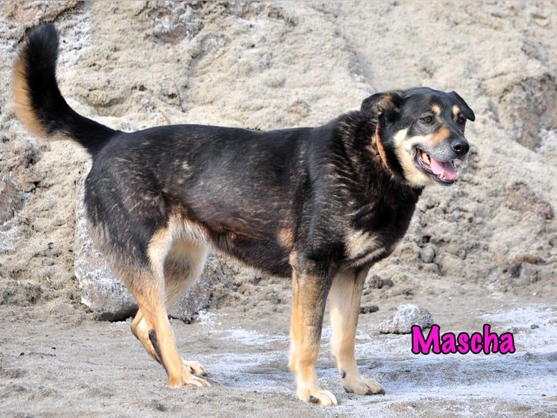 Mascha geb. 11/2016 - genügsame, brave und unglaublich verschmuste Hündin!