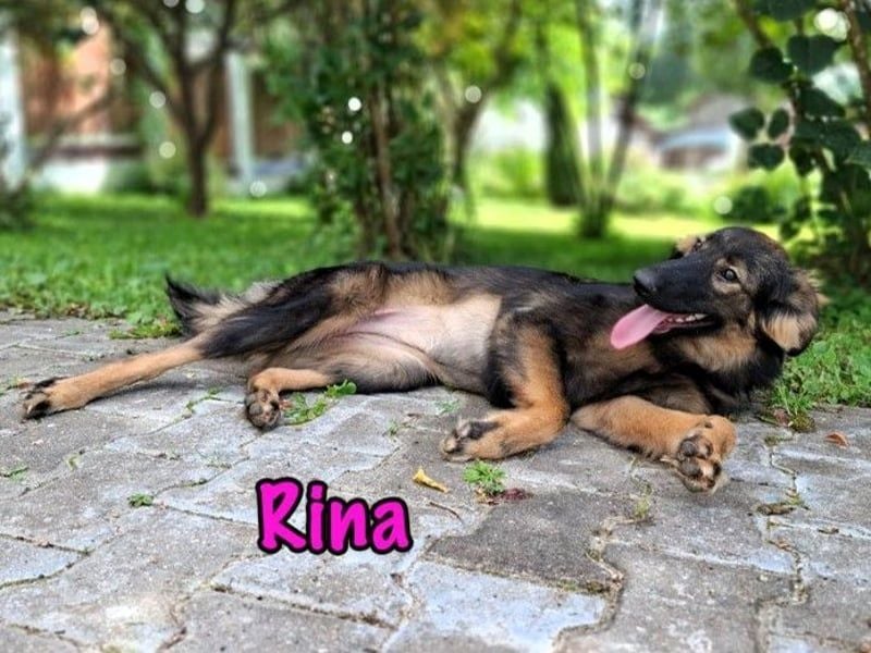 Rina geb. 01/2025 - charmante und verspielte, hübsche Welpin!