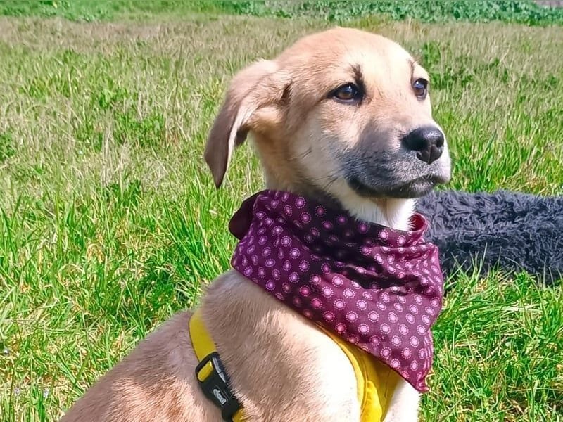 Angeliki geb. 12/2024 (GRC) - freundliche, verspielte und ausgeglichene Welpin!