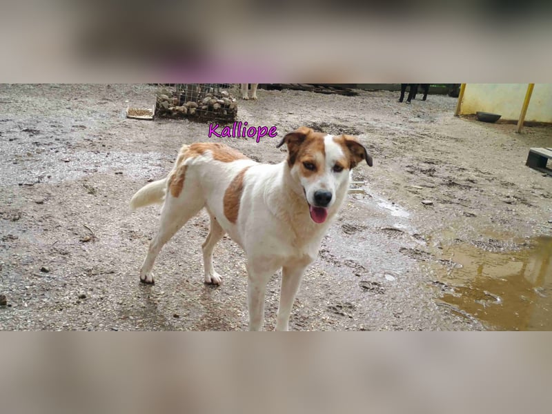 Kalliope geb. 12/2023 (GRC) - liebe, sensible und aktive Prinzessin sucht ihre Für-immer-Familie!