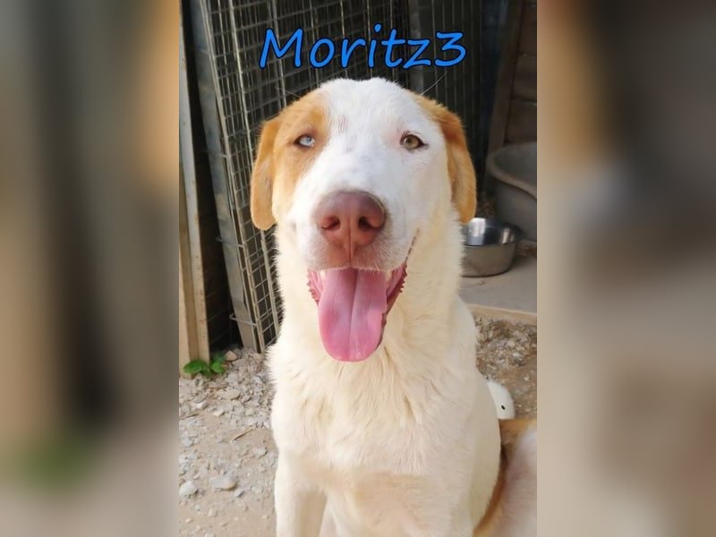 Moritz3 geb. 12/2025 (GRC) - freundlicher und verspielter Welpe sucht seine eigene Familie!