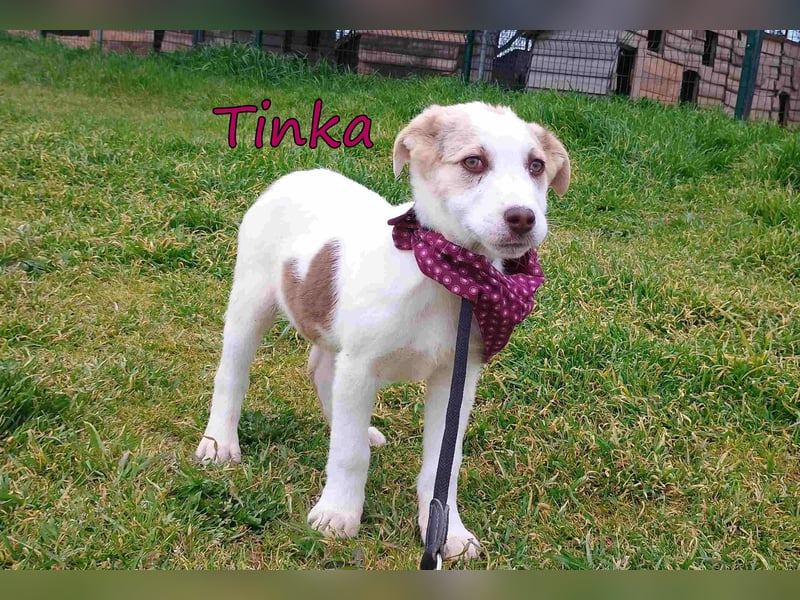 Tinka geb. 12/2025 (GRC) - fröhliches und verspieltes Hundebaby sucht ihren Platz im Leben!