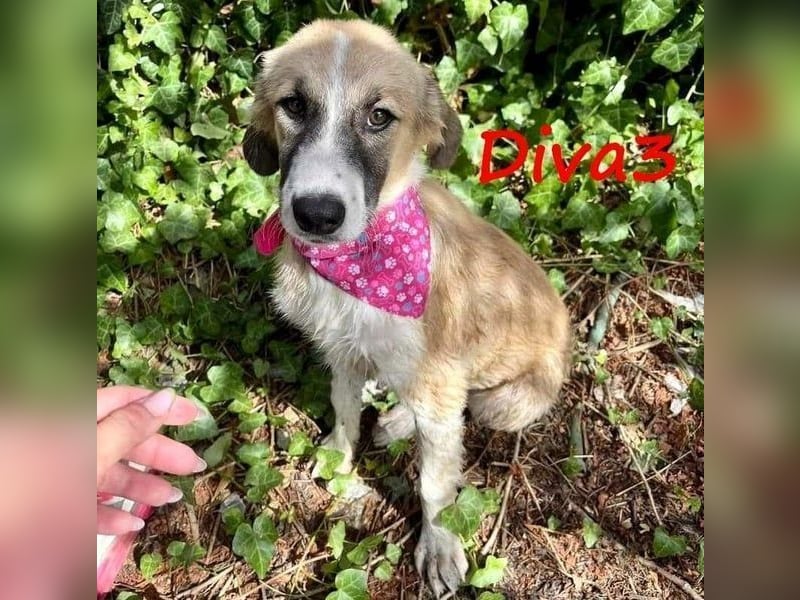 Diva3 geb. 07/2023 (GRC) - lebensfrohe, liebe und verspielte Junghündin!