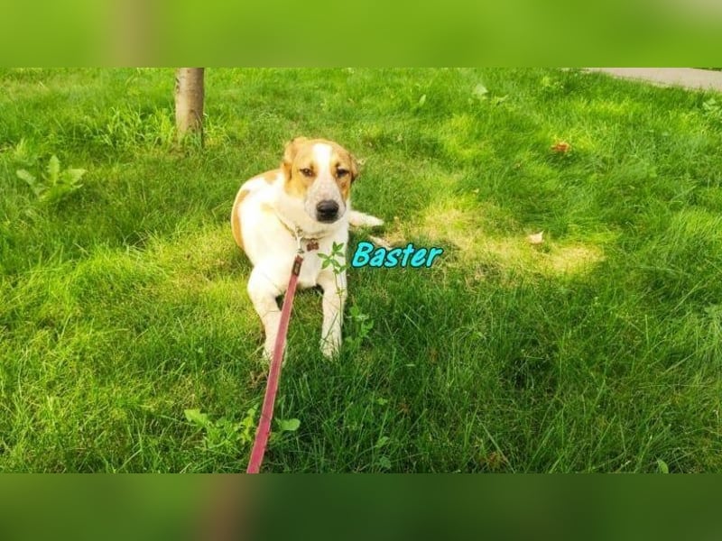 Baster geb. 10/2021 (in Deutschland) - sportlicher, verschmuster und aufmerksamer Rüde!