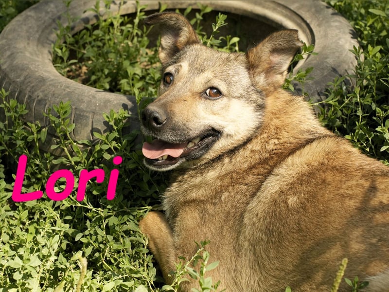 Lori geb. 01/2022 - treue, ruhige und unglaublich liebe Hündin!
