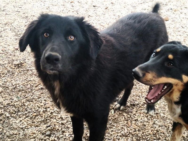 Rover geb. 04/2024 (GRC) - ruhiger, geselliger und liebenswerter Junghund!