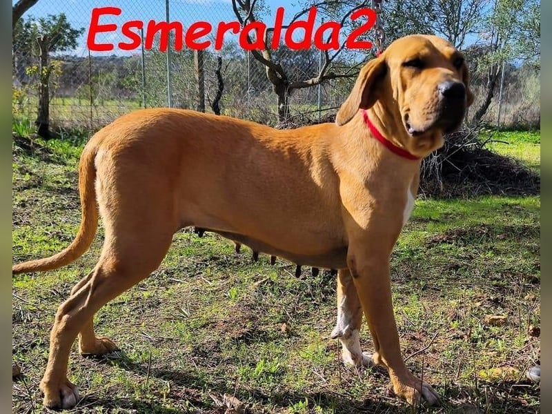 Esmeralda2 geb. 09/2022 (ESP) - ausgeglichene und anhängliche Hündin!