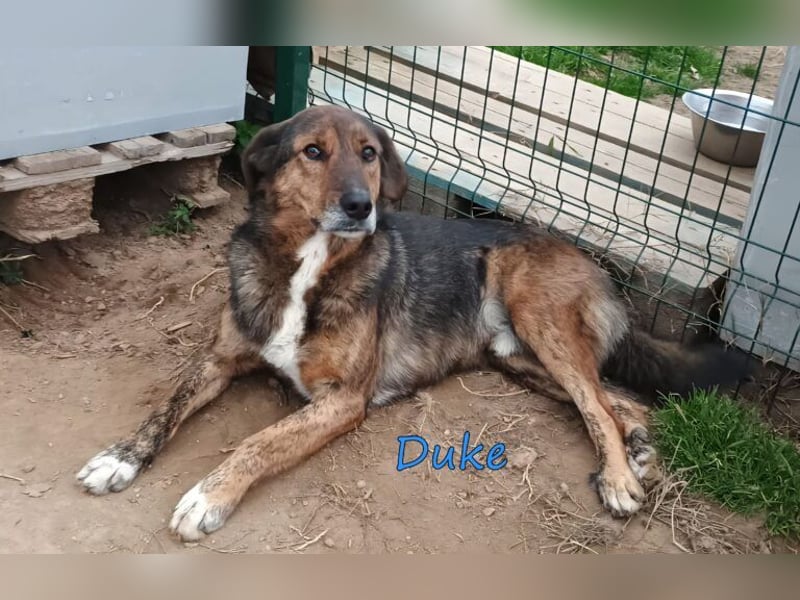 Duke geb. 02/2021 (GRC) - sensibler Rüde möchte endlich das Tierheim verlassen!