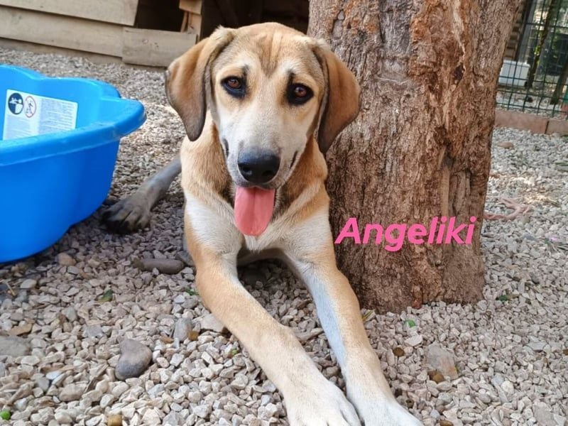 Angeliki geb. 12/2024 (GRC) - freundliche, verspielte und ausgeglichene Welpin! Angeliki geb. 12/2024 (GRC) - freundliche, verspielte und ausgeglichene Welpin!