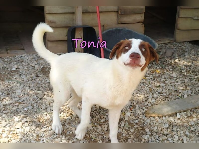 Tonia geb. 12/2025 (GRC) - verspielte Welpin sucht ihre Familie!
