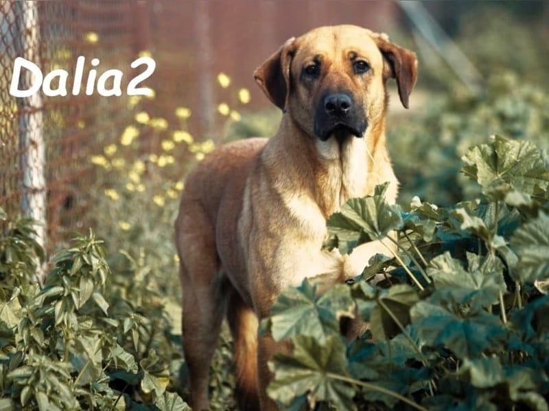 Dalia2 geb. 10/2018 (ESP) - verspielte, sanfte und zurückhaltende Hündin!