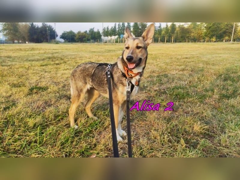 Alisa2 geb. 01/2022 (in Deutschland) - lebensfrohe und sensible Hündin!