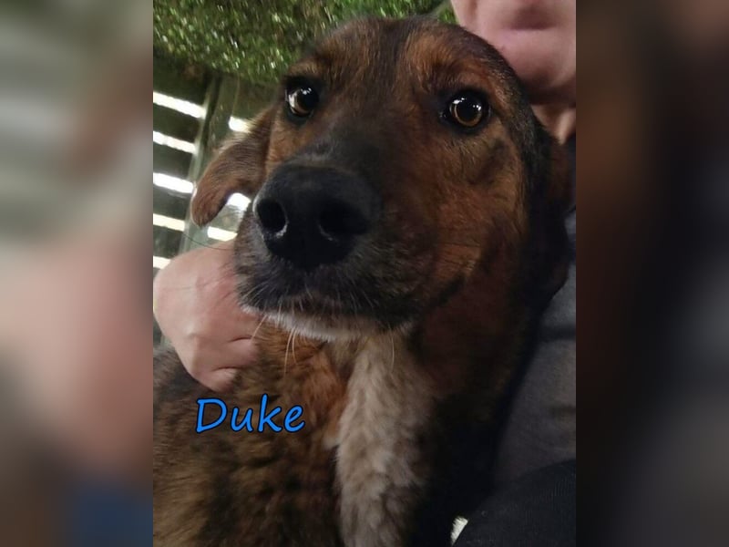 Duke geb. 02/2021 (GRC) - sensibler Rüde möchte endlich das Tierheim verlassen!