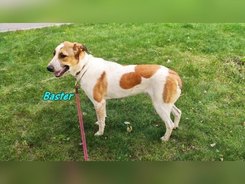 Baster geb. 10/2021 (in Deutschland) - sportlicher, verschmuster und aufmerksamer Rüde!