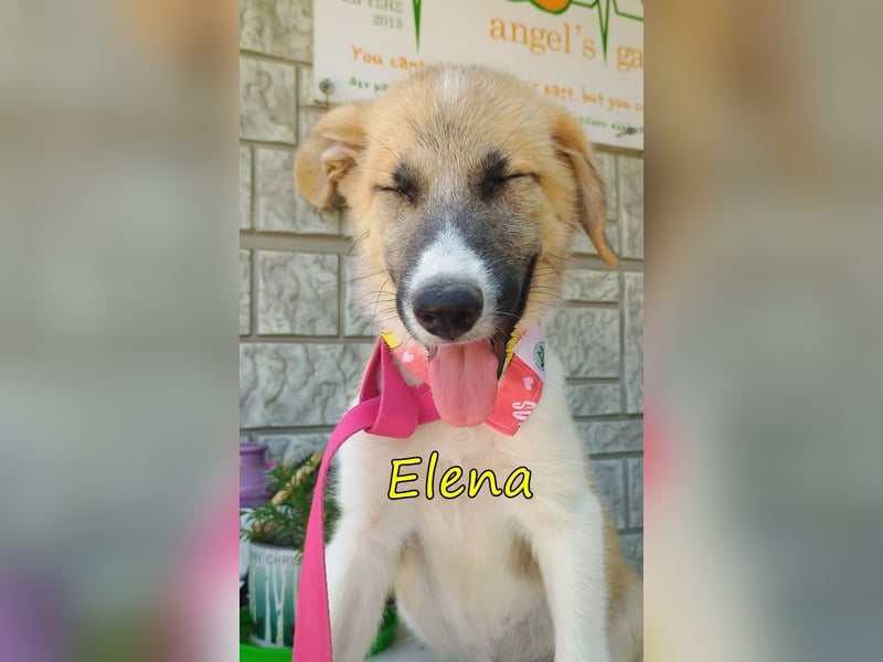 Elena geb. 04/2026 (GRC) - wunderbares Hundemädchen sucht wunderbares Zuhause!