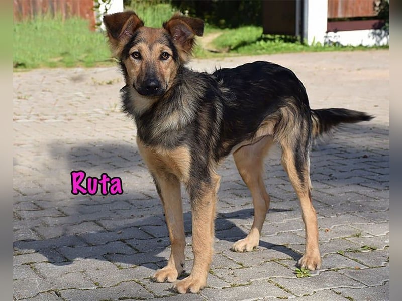 Ruta geb. 01/2025 - gehorsame und fröhliche, wunderschöne Welpin!