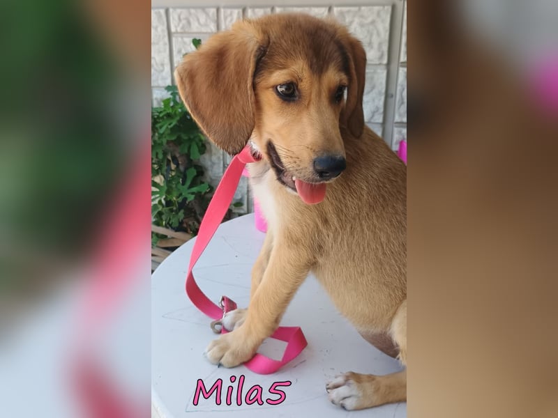 Mila5 geb. 04/2026 (GRC) - diese zuckersüße Maus hat soviel mehr verdient!