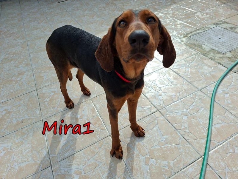 Mira1 geb. 08/2024 (GRC) - menschenbezogene Jagdhund-Mix Dame sucht ein Zuhause!
