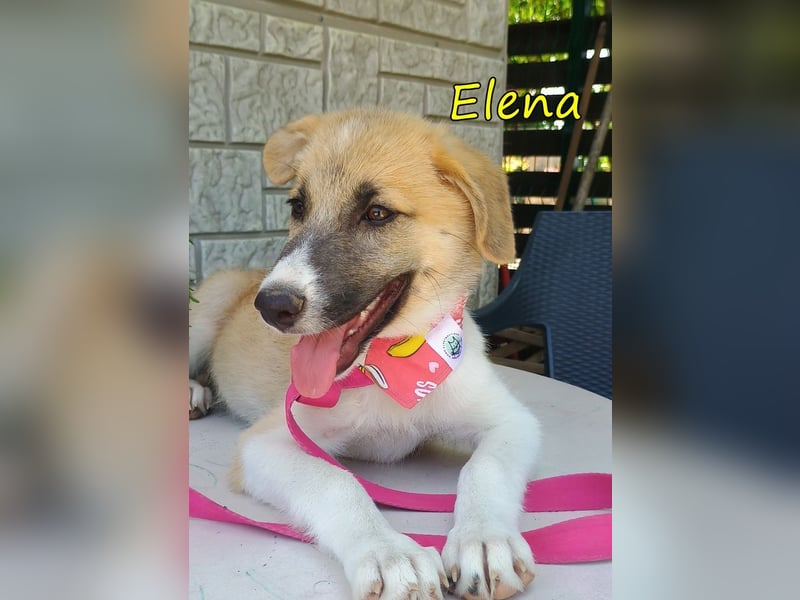 Elena geb. 04/2026 (GRC) - wunderbares Hundemädchen sucht wunderbares Zuhause!