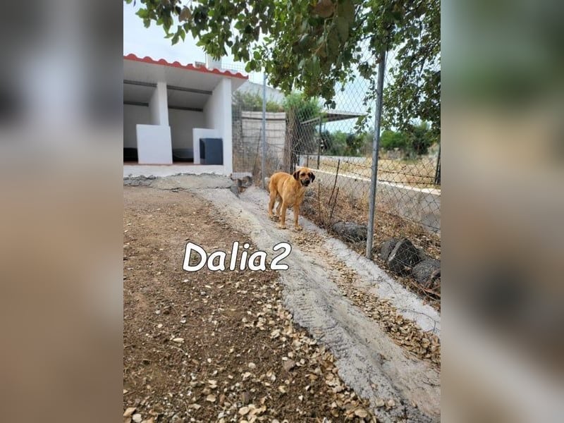 Dalia2 geb. 10/2018 (ESP) - verspielte, sanfte und zurückhaltende Hündin!