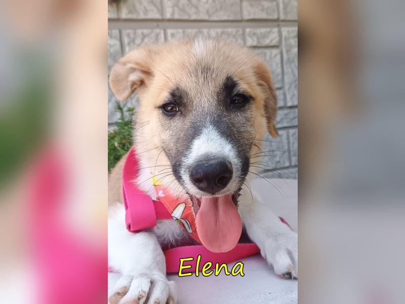 Elena geb. 04/2026 (GRC) - wunderbares Hundemädchen sucht wunderbares Zuhause!