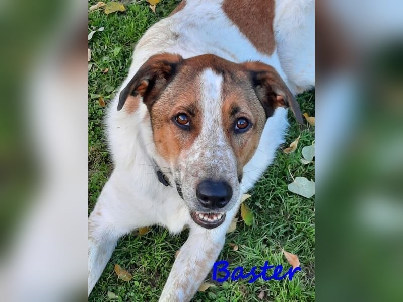 Baster geb. 10/2021 (in Deutschland) - sportlicher, verschmuster und aufmerksamer Rüde!