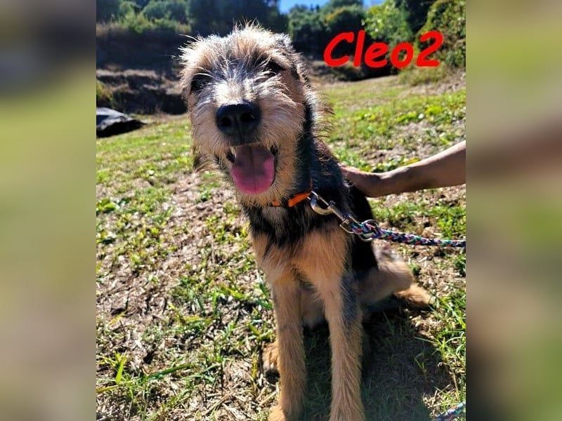 Cleo2 geb. 01/2025 (GRC) - freundliche Junghündin sucht ihr Körbchen!