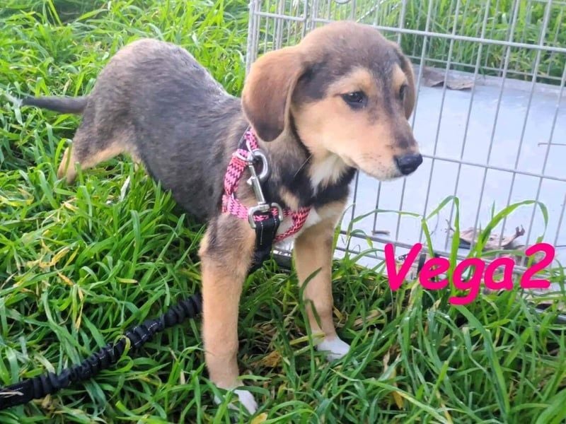 Vega2 geb. 08/2025 (GRC) - zärtliche und anhängliche Welpin!
