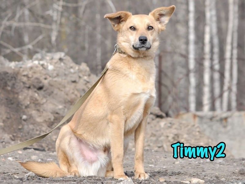 Timmy2 geb. 03/2023 - verspielter, aktiver und fröhlicher junger Rüde!