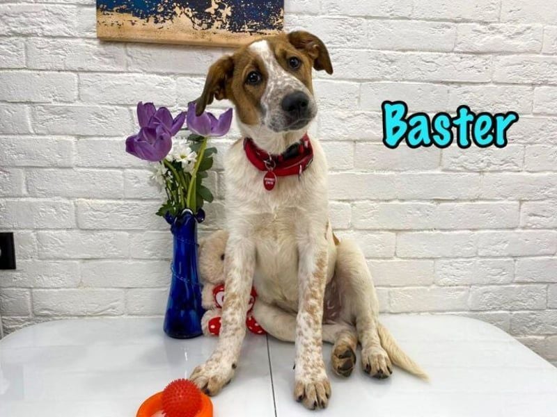 Baster geb. 10/2021 (in Deutschland) - sportlicher, verschmuster und aufmerksamer Rüde!