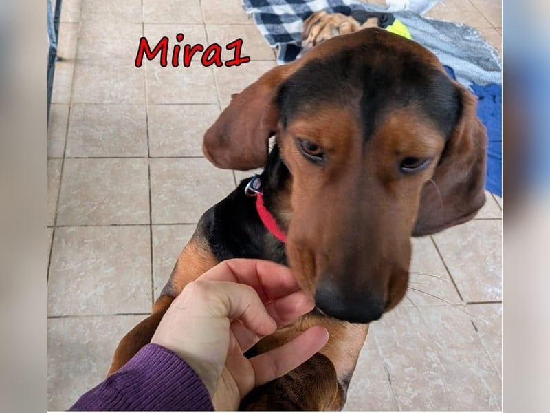 Mira1 geb. 08/2024 (GRC) - menschenbezogene Jagdhund-Mix Dame sucht ein Zuhause!