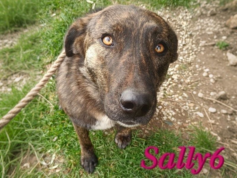 Sally6 geb. 2020 (GRC) - sanftmütige, ruhige und liebenswerte, wunderschöne Hündin!