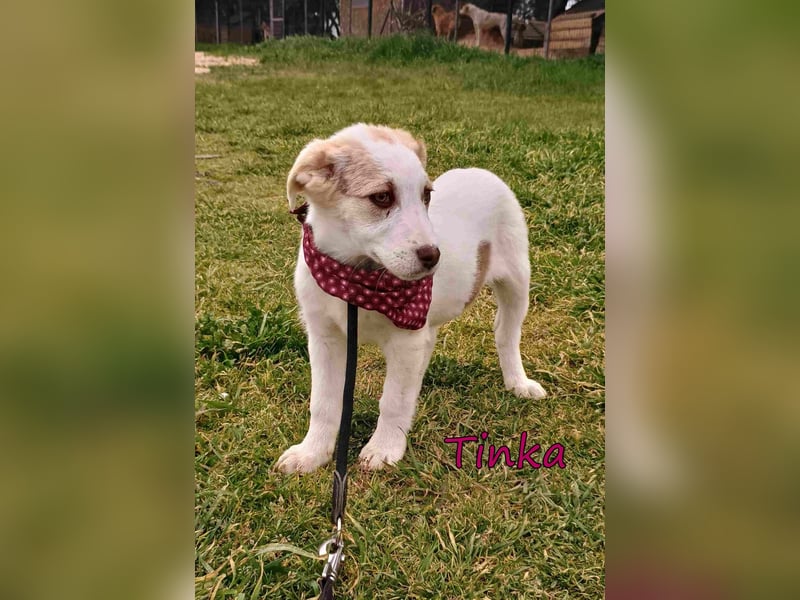 Tinka geb. 12/2025 (GRC) - fröhliches und verspieltes Hundebaby sucht ihren Platz im Leben!