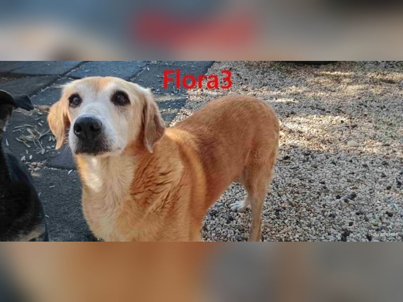 Flora3 geb. 06/2015 (GRC) - soziale Hundedame hat endlich etwas Liebe verdient!
