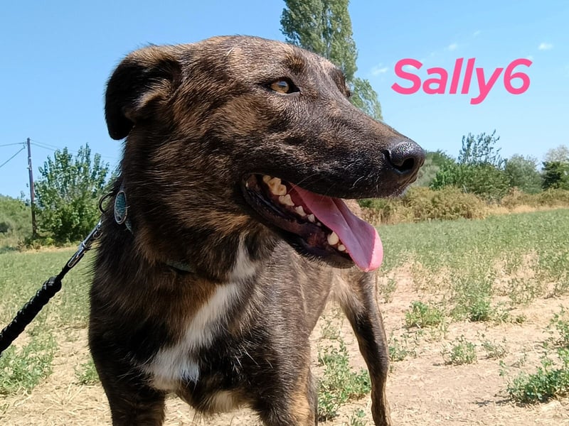 Sally6 geb. 2020 (GRC) - sanftmütige, ruhige und liebenswerte, wunderschöne Hündin!