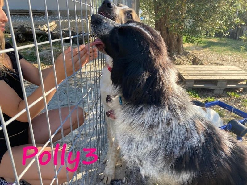 Polly3 geb. 05/2023 (GRC) - neugierige und freundliche, wunderschöne Hündin!