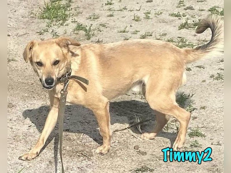 Timmy2 geb. 03/2023 - verspielter, aktiver und fröhlicher junger Rüde!