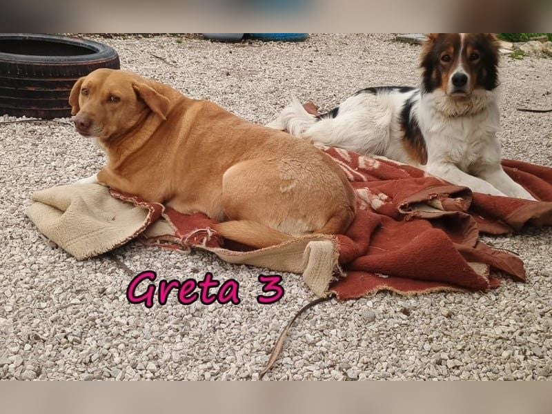 Greta3 geb. 05/2019 (GRC) - freundliche und schüchterne Schönheit will endlich ankommen!