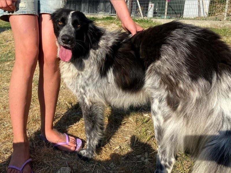 Polly3 geb. 05/2023 (GRC) - neugierige und freundliche, wunderschöne Hündin!