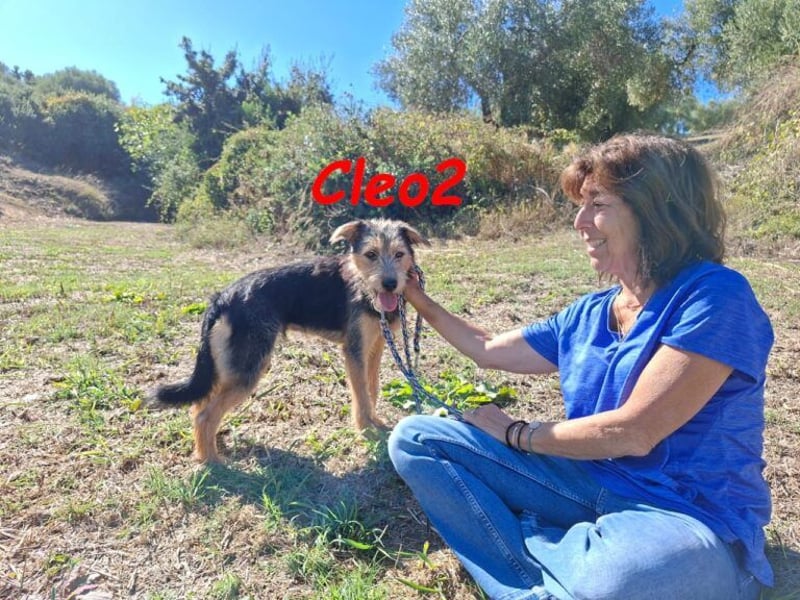 Cleo2 geb. 01/2025 (GRC) - freundliche Junghündin sucht ihr Körbchen oder Pflegestelle!