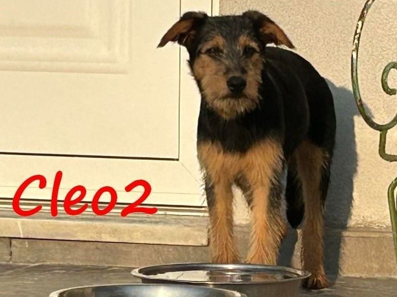 Cleo2 geb. 01/2025 (GRC) - freundliche Junghündin sucht ihr Körbchen!