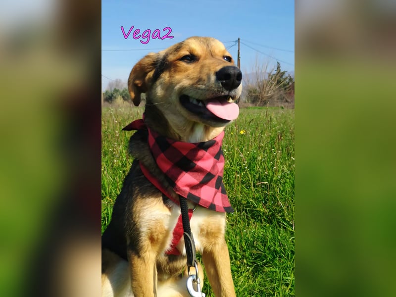 Vega2 geb. 08/2025 (GRC) - zärtliche und anhängliche Welpin!